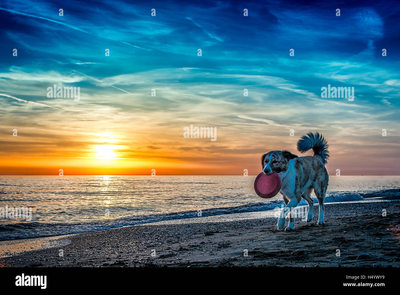 Dog at the beach during sunset Stock Photo - Alamy
