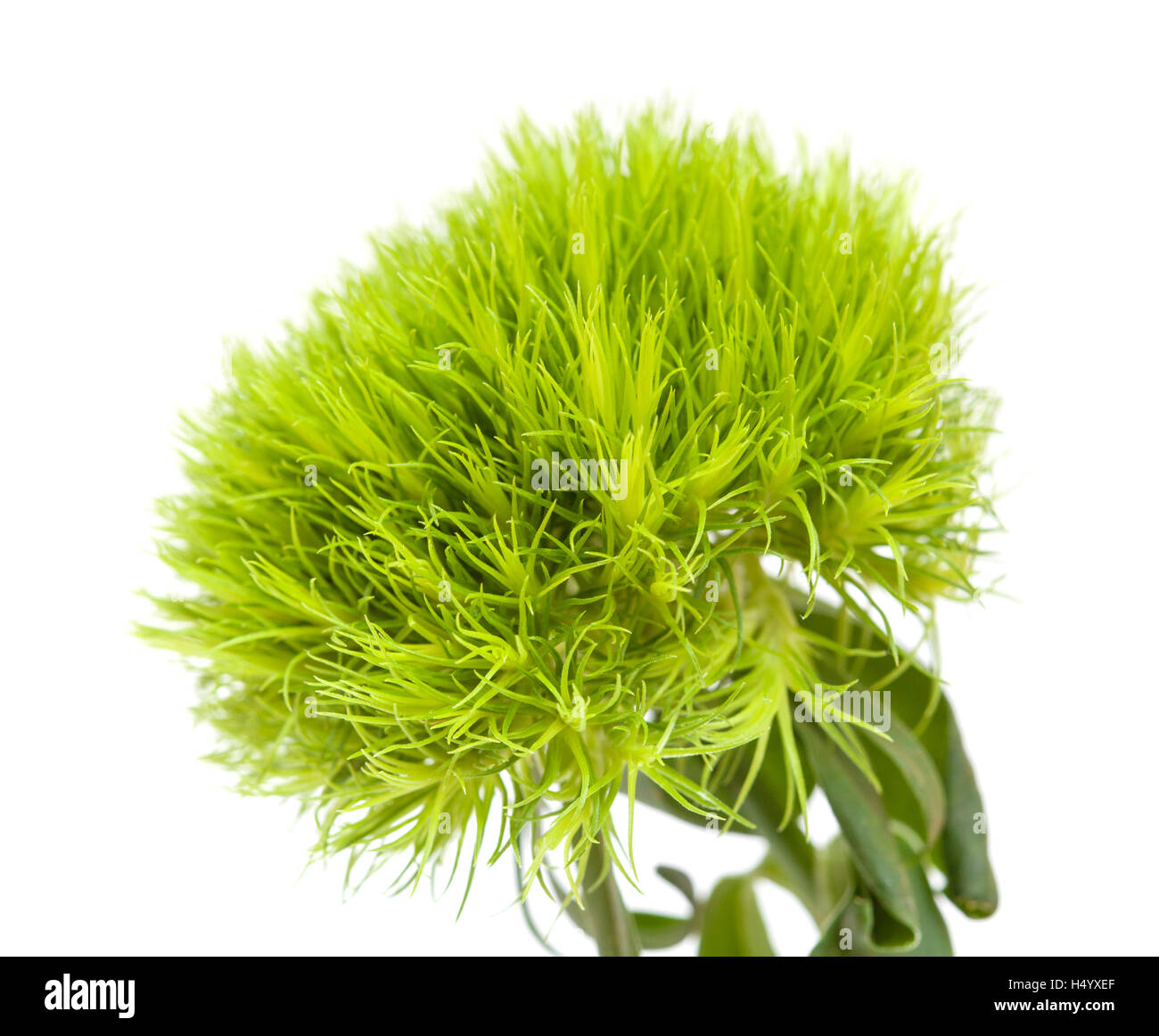 Green carnation flower Dianthus barbatus isolated on white Stock Photo