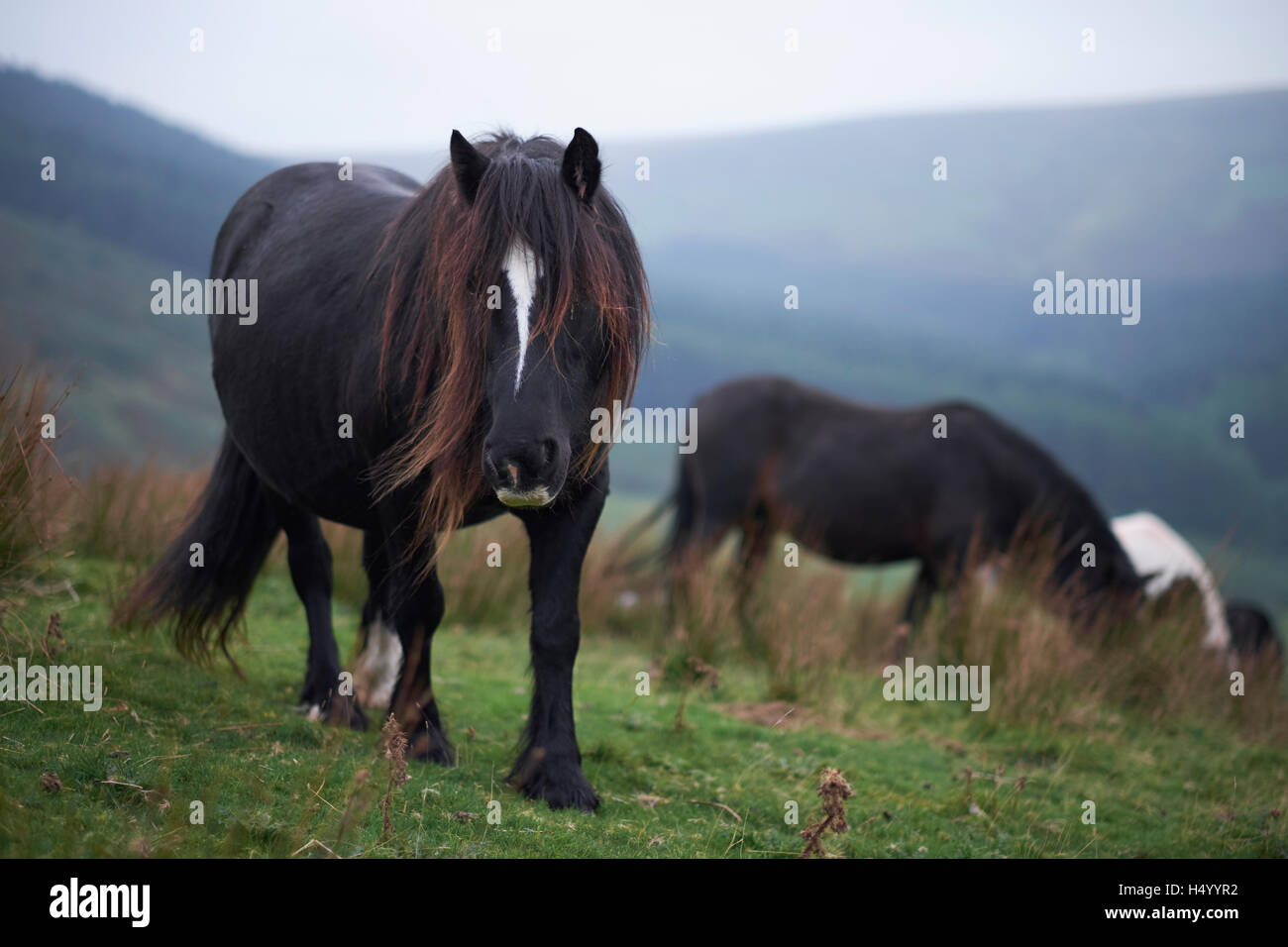 Wild horses in Hay bluff, Hay on Wye, Powys, Wales, brecon beacons
