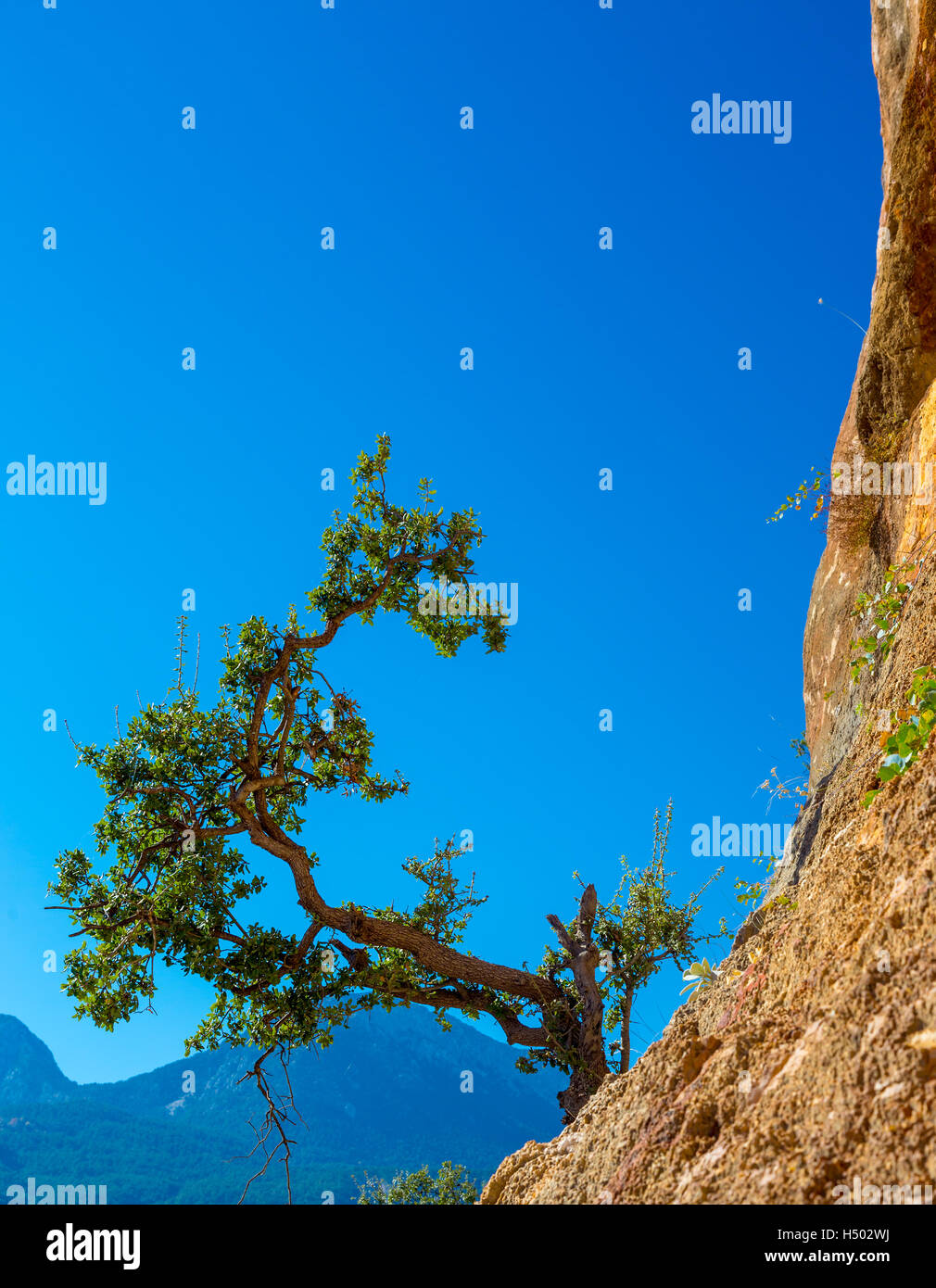 Green Tree growing on orange vertical Rock blue Sky Background Stock Photo