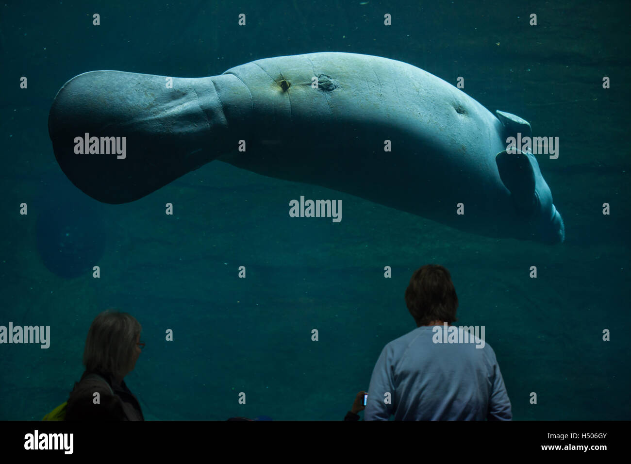 Visitors observing as the Antillean manatee (Trichechus manatus manatus) swims at Nuremberg Zoo in Nuremberg, Bavaria, Germany. Stock Photo