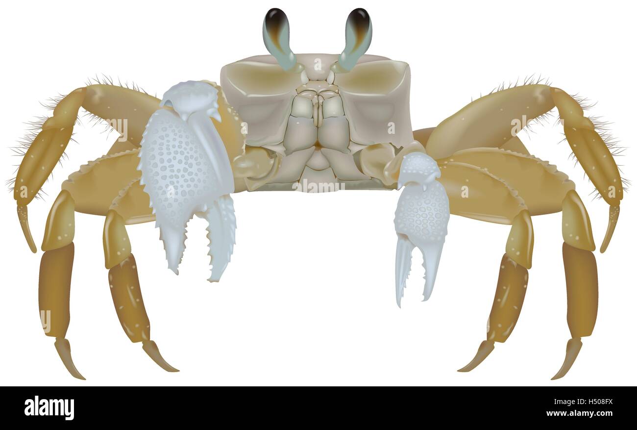 Macro crab Stock Vector Images - Alamy