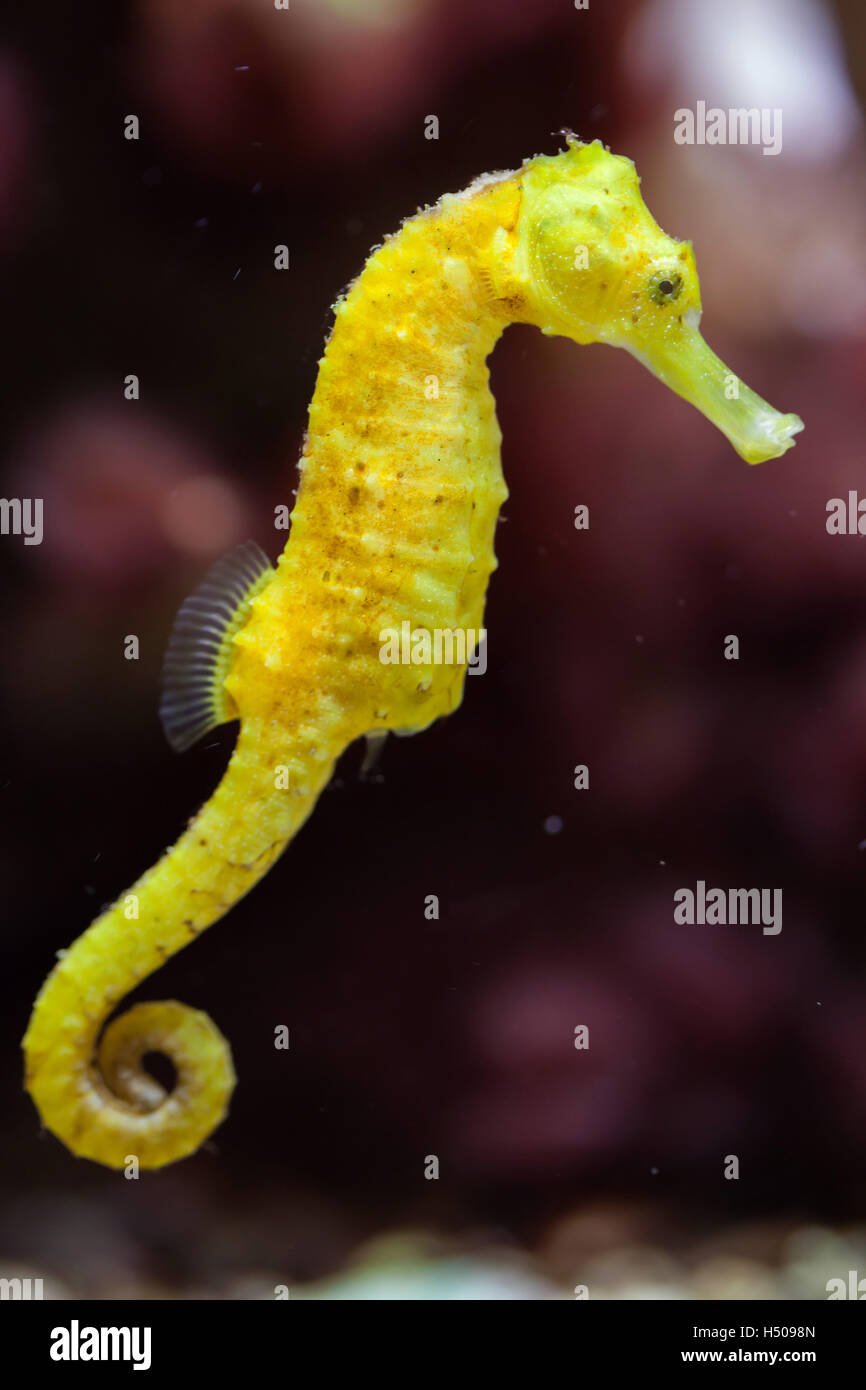 Slender seahorse (Hippocampus reidi), also known as the longsnout seahorse. Wildlife animal. Stock Photo