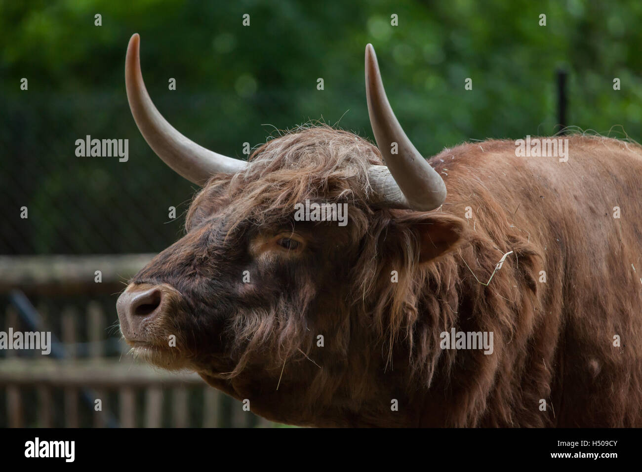 Scottish highland cattle (Bos primigenius taurus) at Nuremberg Zoo in Nuremberg, Bavaria, Germany. Stock Photo