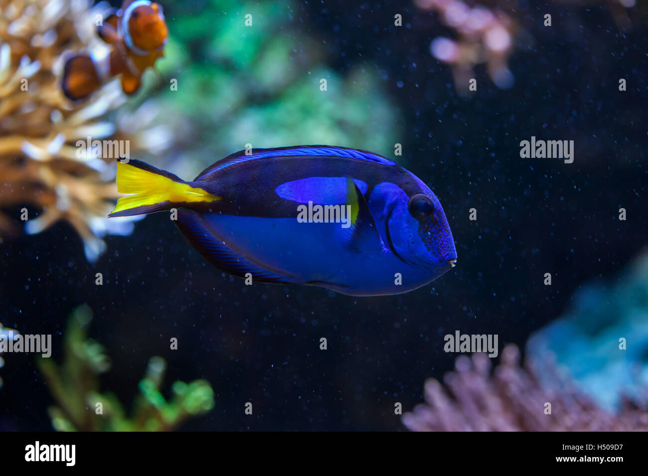 Blue surgeonfish (Paracanthurus hepatus), also known as the blue tang. Wildlife animal. Stock Photo