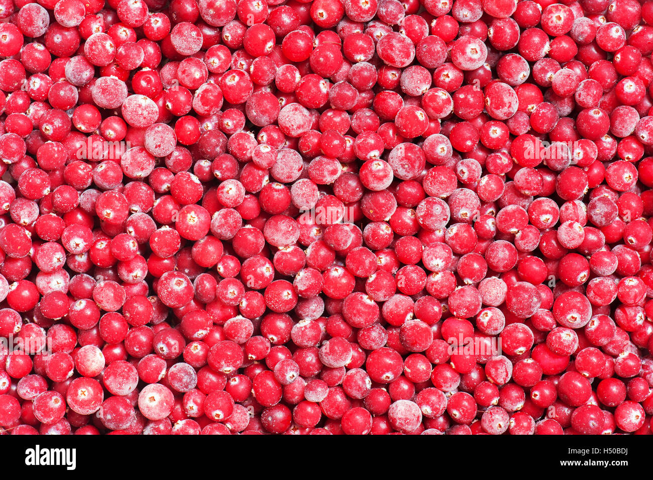 Frozen cranberry Stock Photo Alamy