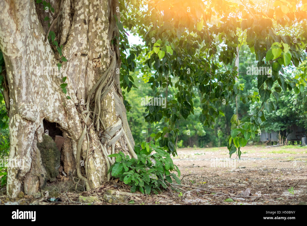 Bodhi tree in Asia Stock Photo Alamy