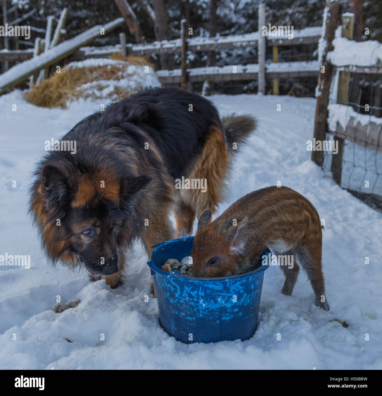 A beautiful dog and a cute pig sharing the food, but the dog let the pig eat first Stock Photo