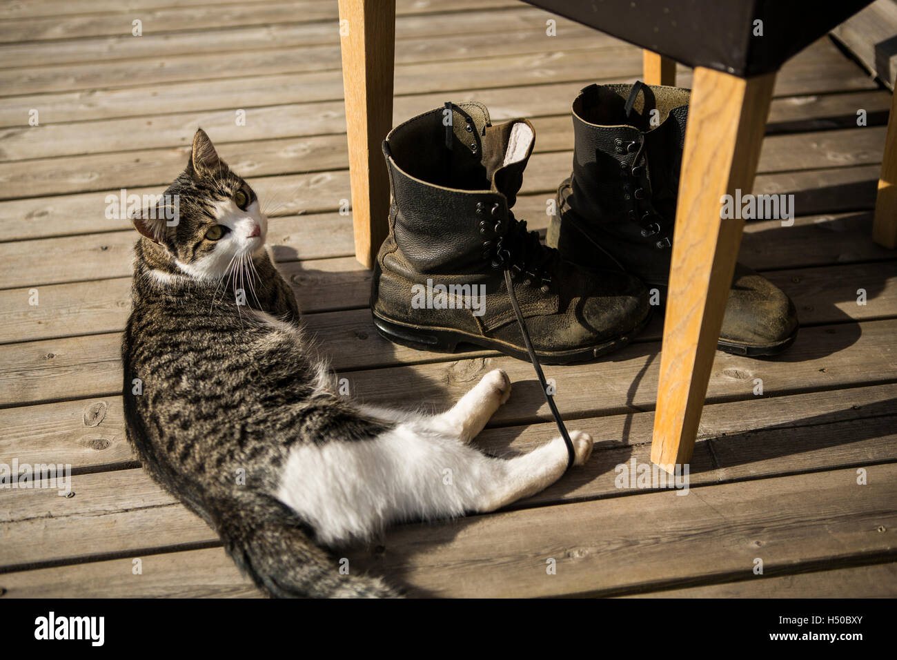 Cat shoes hi-res stock photography and images - Alamy