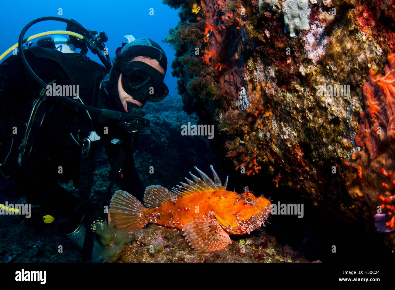 Diver admires a colourful scorpionfish on a dive in Sardinia, Italy. Stock Photo