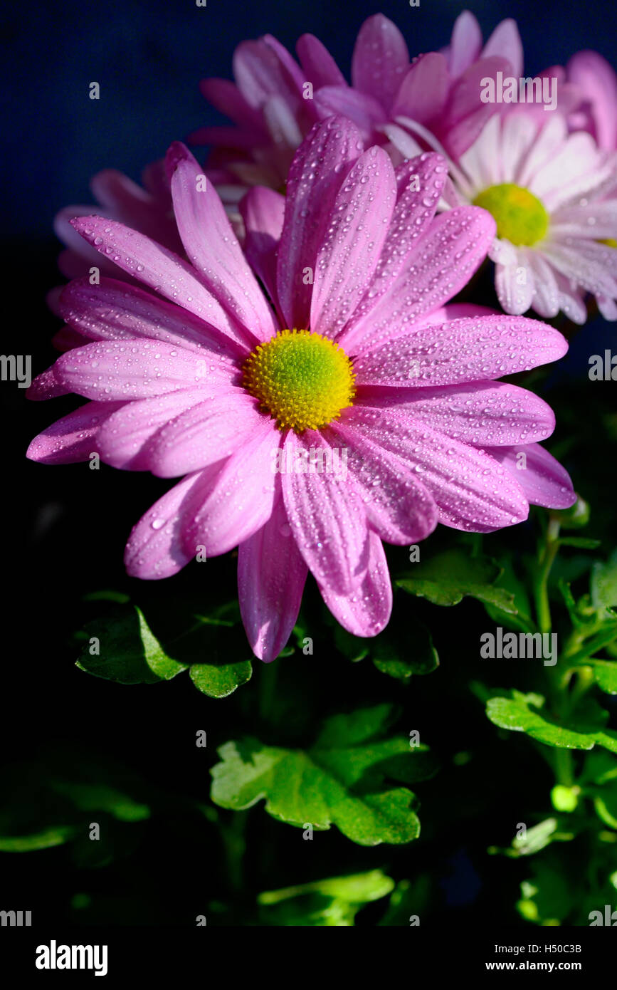 Pyrethrum flowers with dew drops in garden Stock Photo