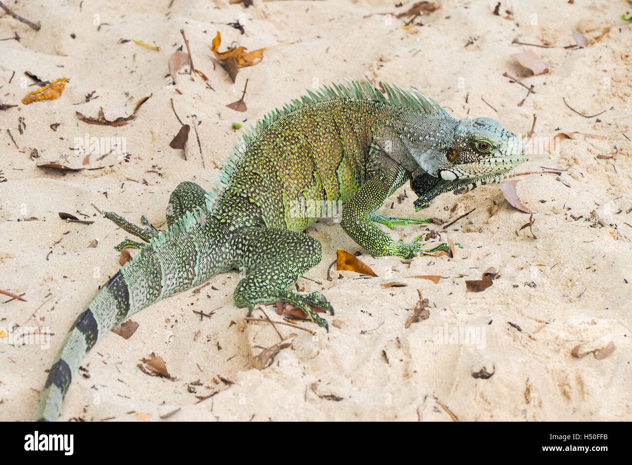 Big example of iguana on a sandy caribbean beach in Guadeloupe Stock Photo