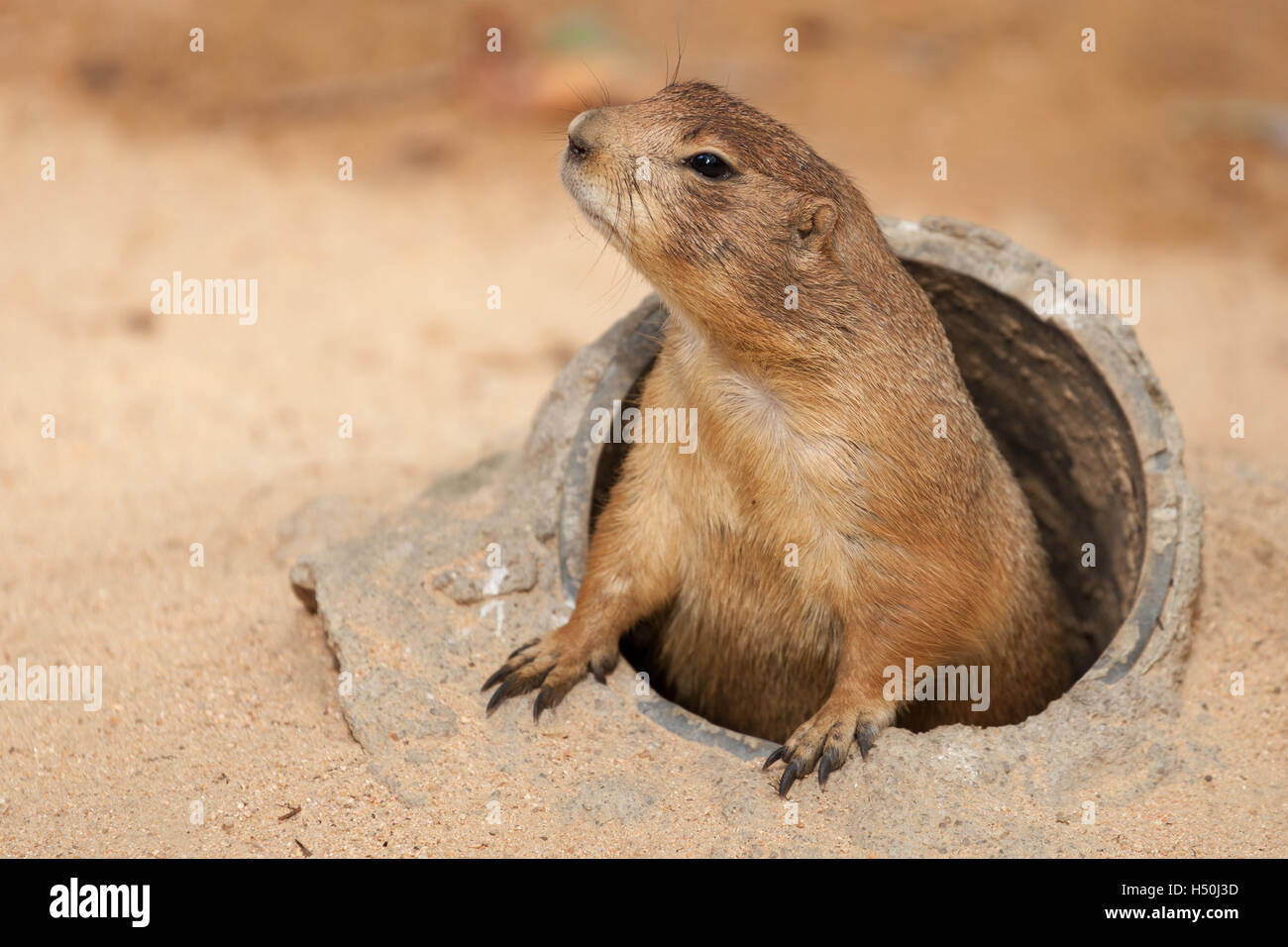 Black-Tailed Prairie Dog emerging from his burrow. Stock Photo
