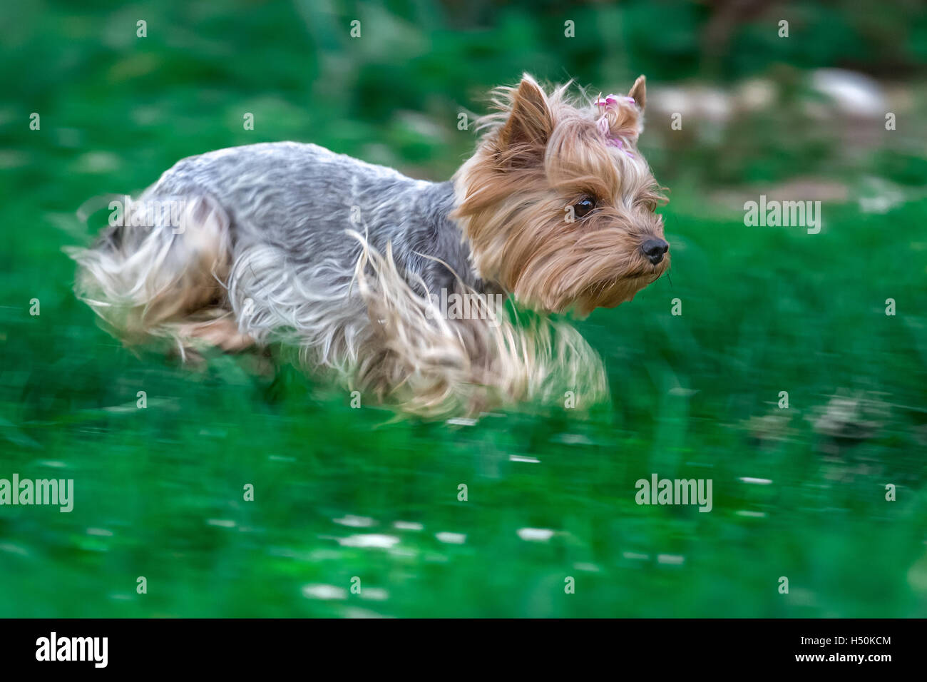 Running Yorkshire terrier Stock Photo Alamy