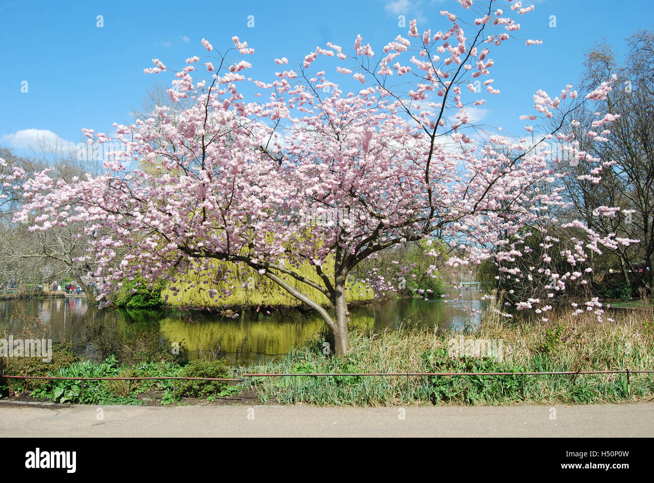 Cherry Blossom in St James Park Stock Photo - Alamy
