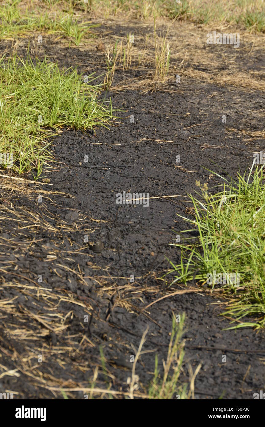 Damage to the environment. Soil contaminated by hydraulic oil Stock Photo Alamy