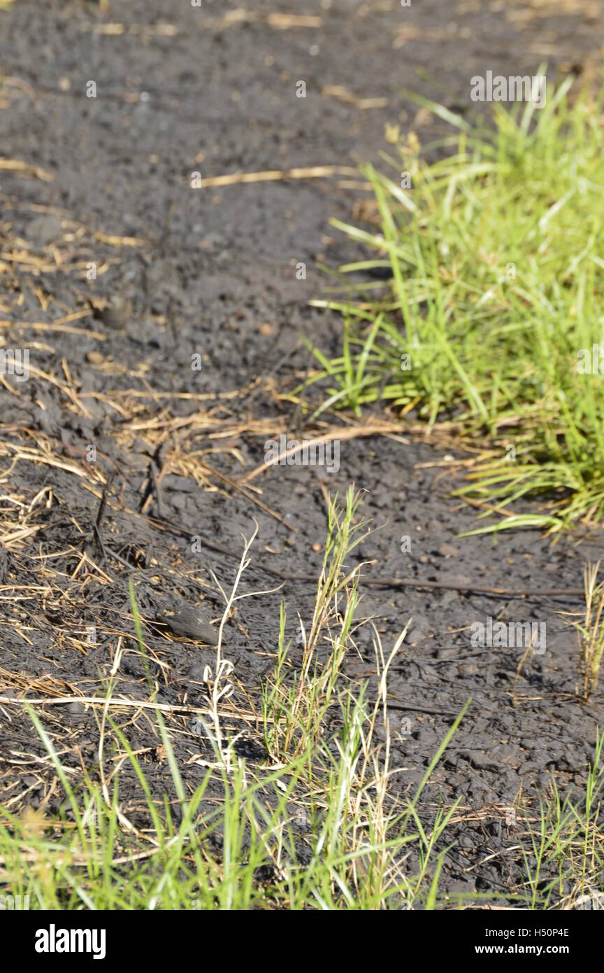Damage to the environment. Soil contaminated by hydraulic oil Stock Photo Alamy
