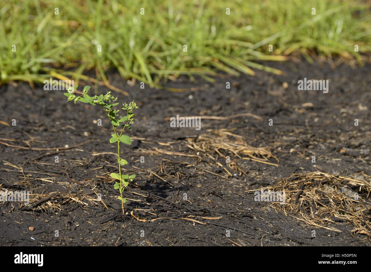 Damage to the environment. Soil contaminated by hydraulic oil Stock Photo Alamy