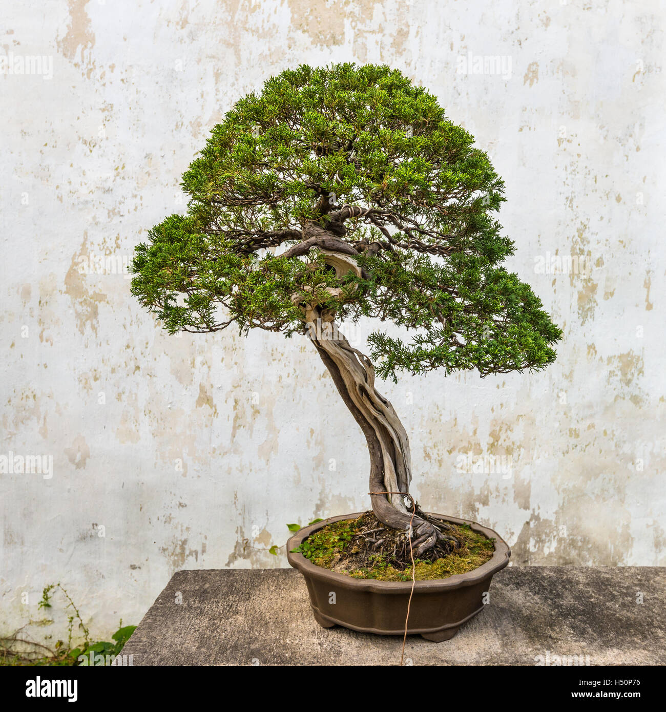 Bonsai tree in the Humble Administrator's Garden, a Chinese garden in Suzhou, a UNESCO World H Stock Photo