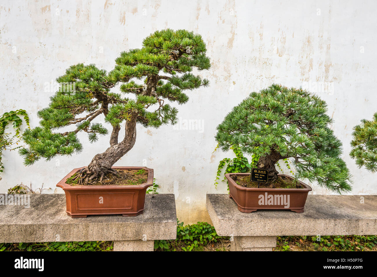 Bonsai trees in the Humble Administrator's Garden, a Chinese garden in Suzhou, a UNESCO World Stock Photo