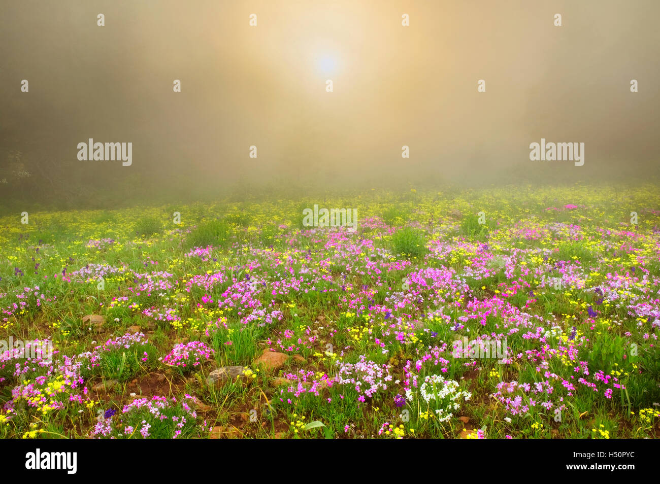 Mostly Phlox with other wildflowers in fog. Hells Canyon National Scenic Area. Oregon Stock Photo