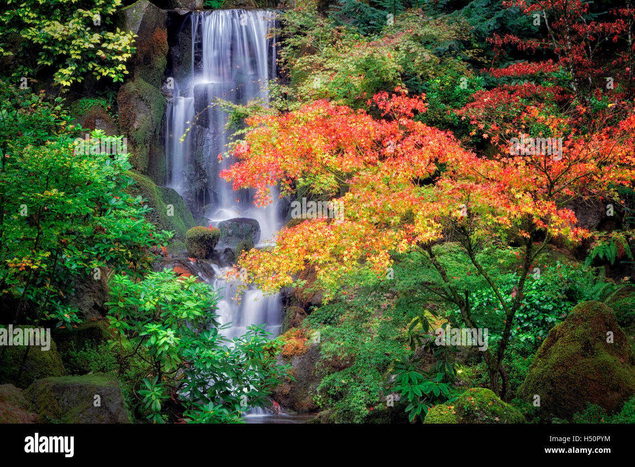 Fall color with waterfall in Japanese Gardens. Portland. Oregon Stock Photo