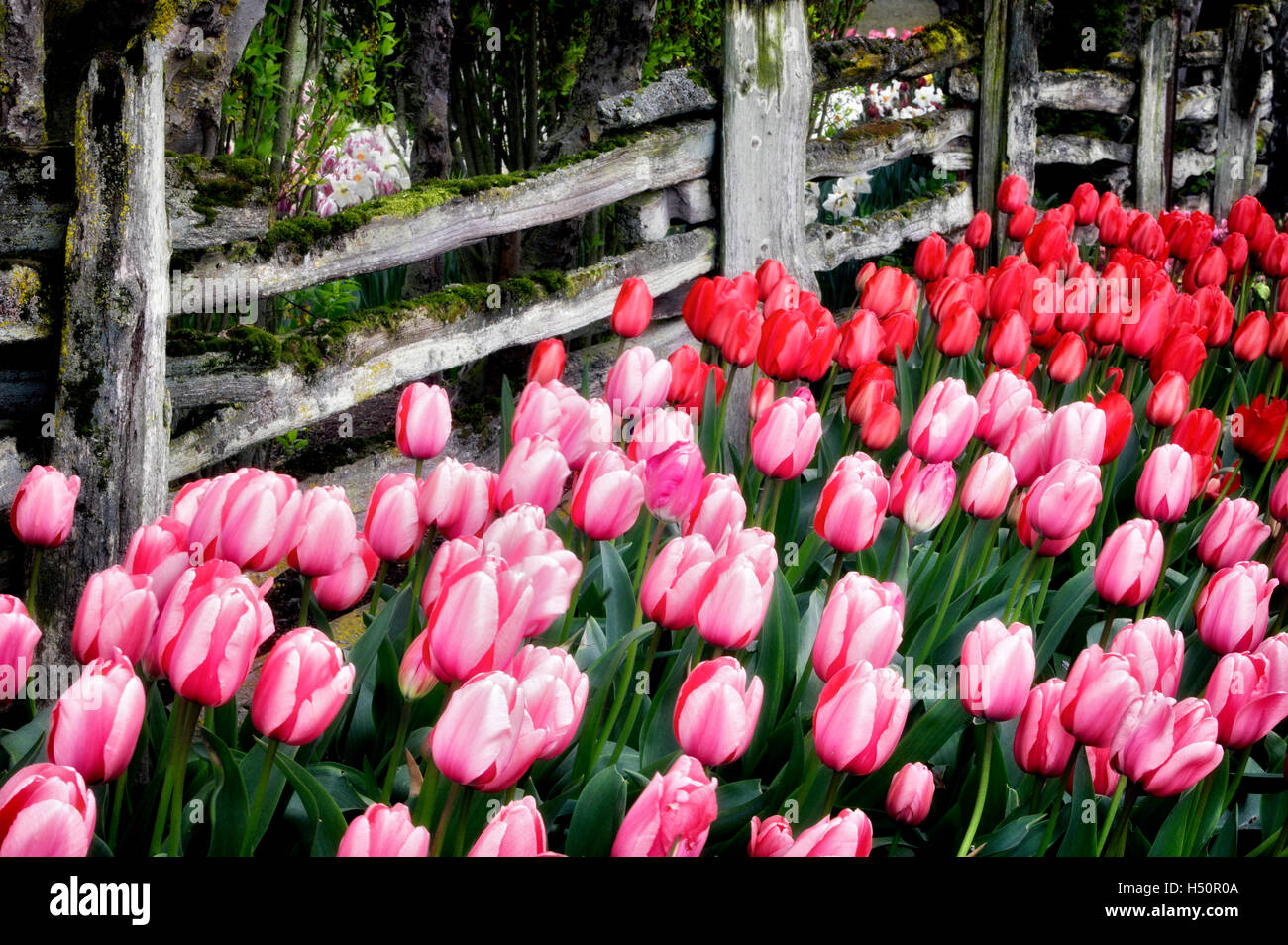 Tulips beds with split rail fence. Roozengaarde display garden. Mt. Vernon. Washington Stock Photo