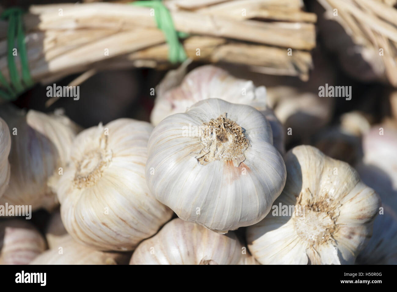 Large bunch of garlic bulbs Stock Photo
