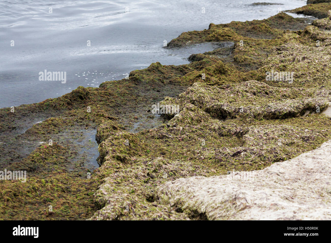 Rotting seaweed by the sea Stock Photo Alamy