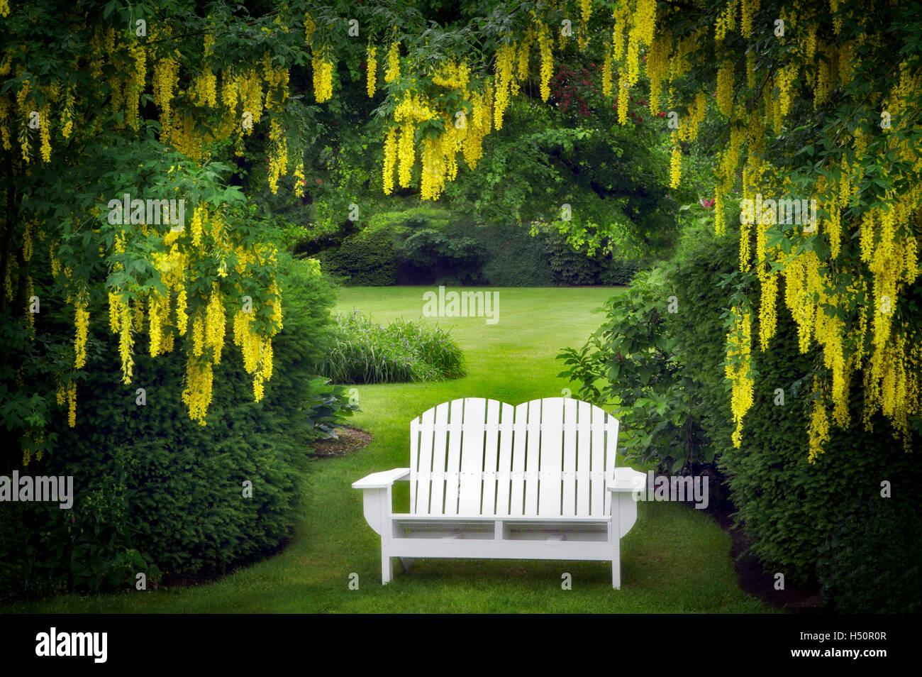 Bench and Golden Chain tree. Schreiner's Iris Gardens. Oregon Stock Photo