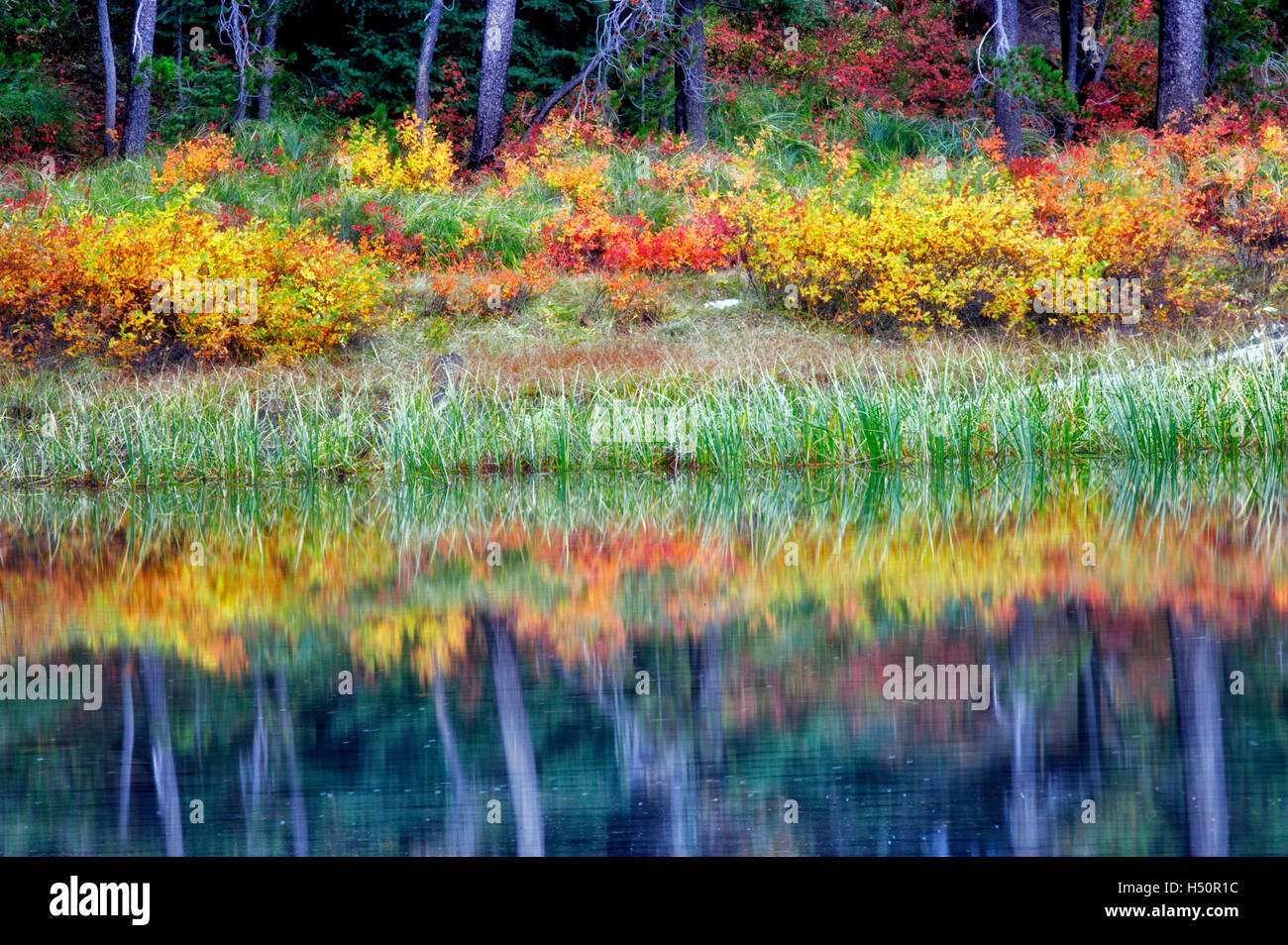 Fall color on banks of Scott Lake. Central Oregon Stock Photo