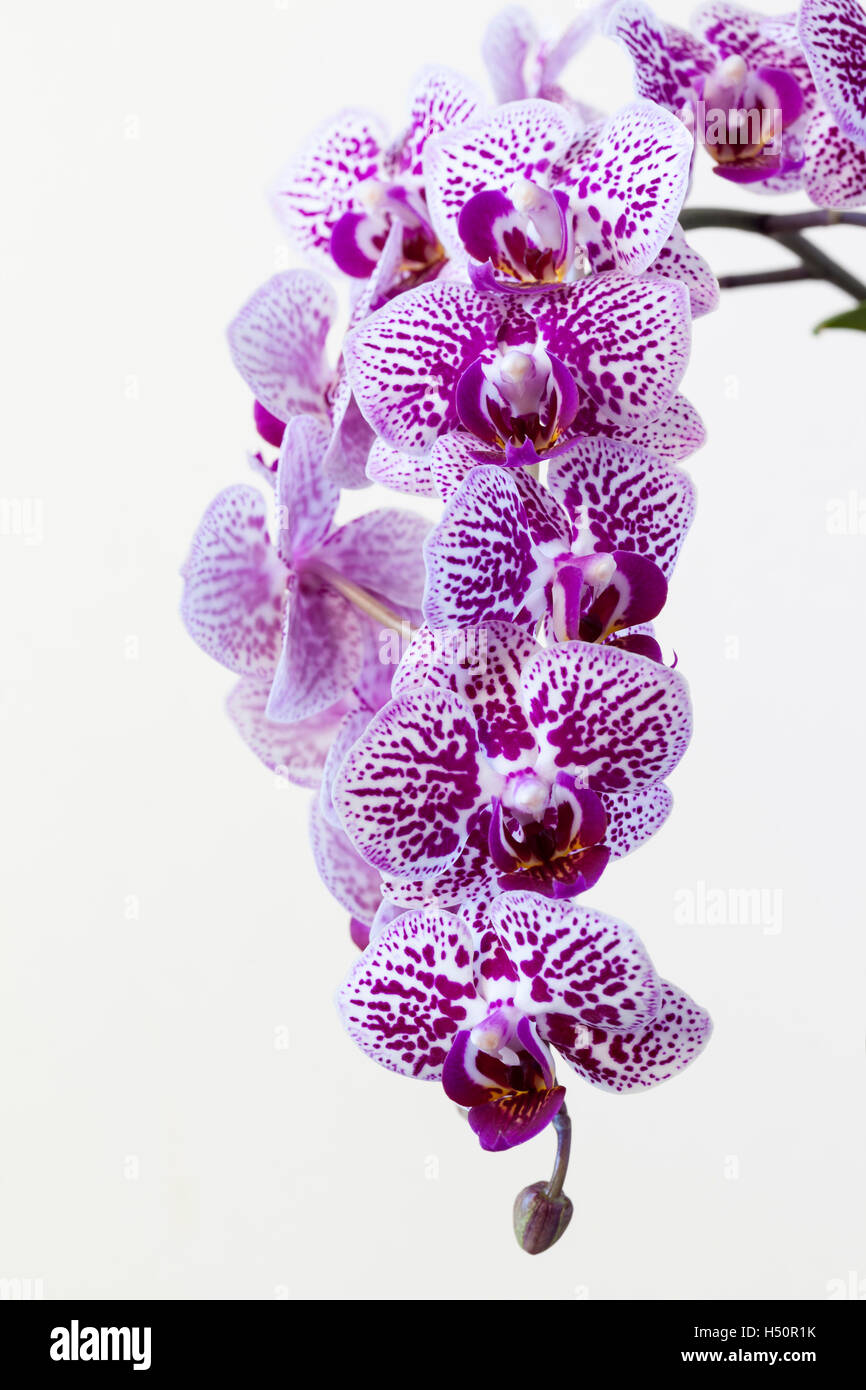 Close up of a Violet spotted Phalaenopsis Orchid (Moth Orchid) stem in flower isolated against a white background Stock Photo
