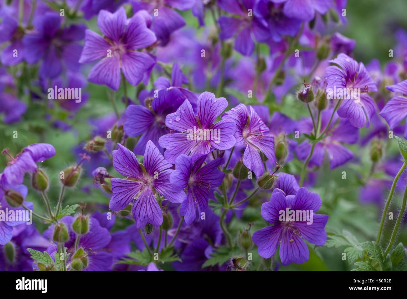 Hardy Purple Cranesbill Geranium flowering in an English garden, UK Stock Photo