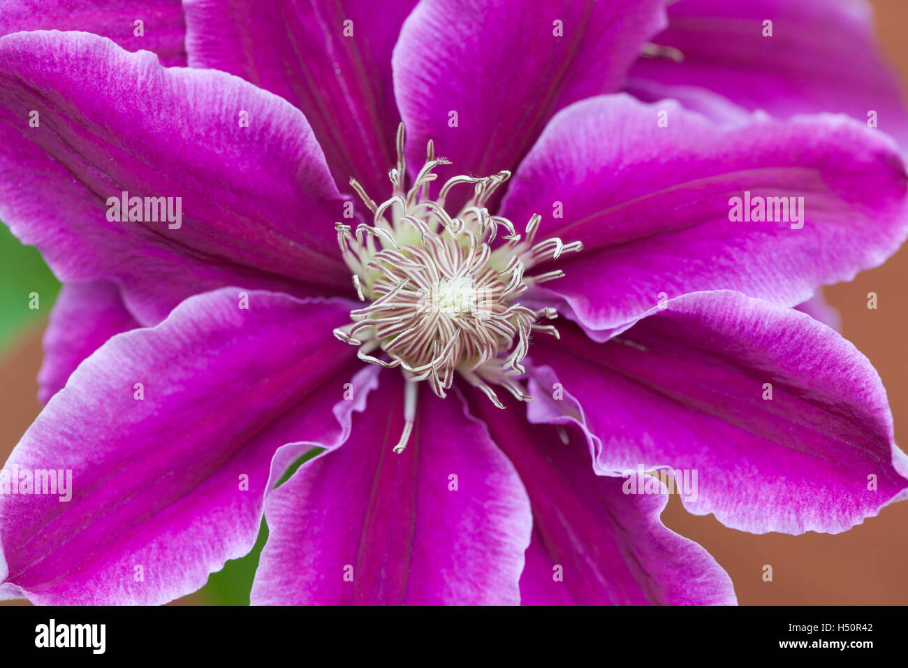 Clematis Dr Ruppel flower close up Stock Photo