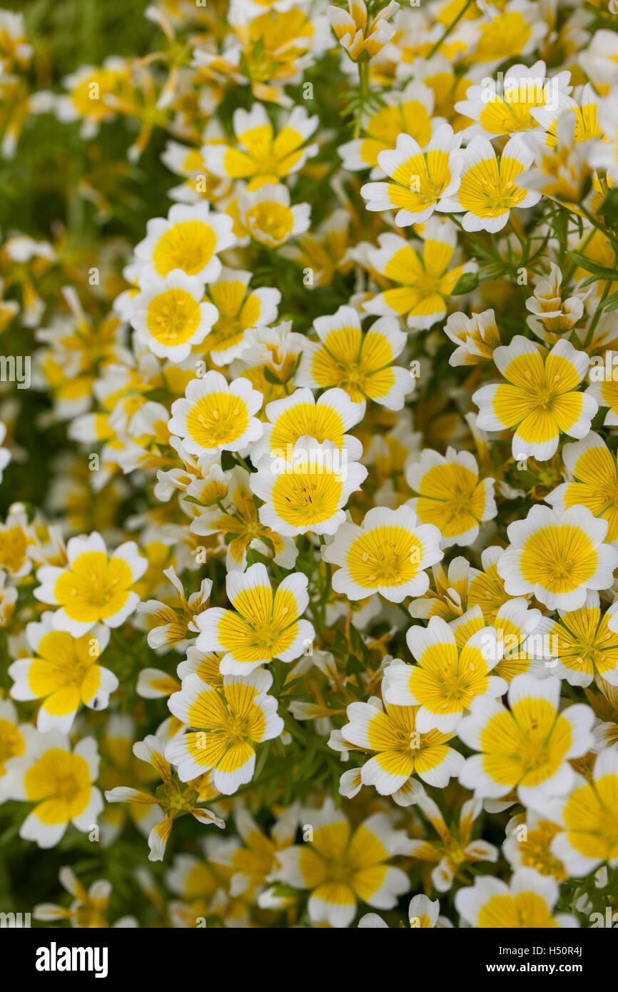Close up of Limnanthes Douglasii - Poached Egg plant Stock Photo