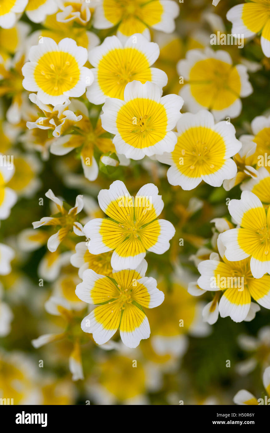 Close up of Limnanthes Douglasii - Poached Egg plant in flower, England, UK Stock Photo