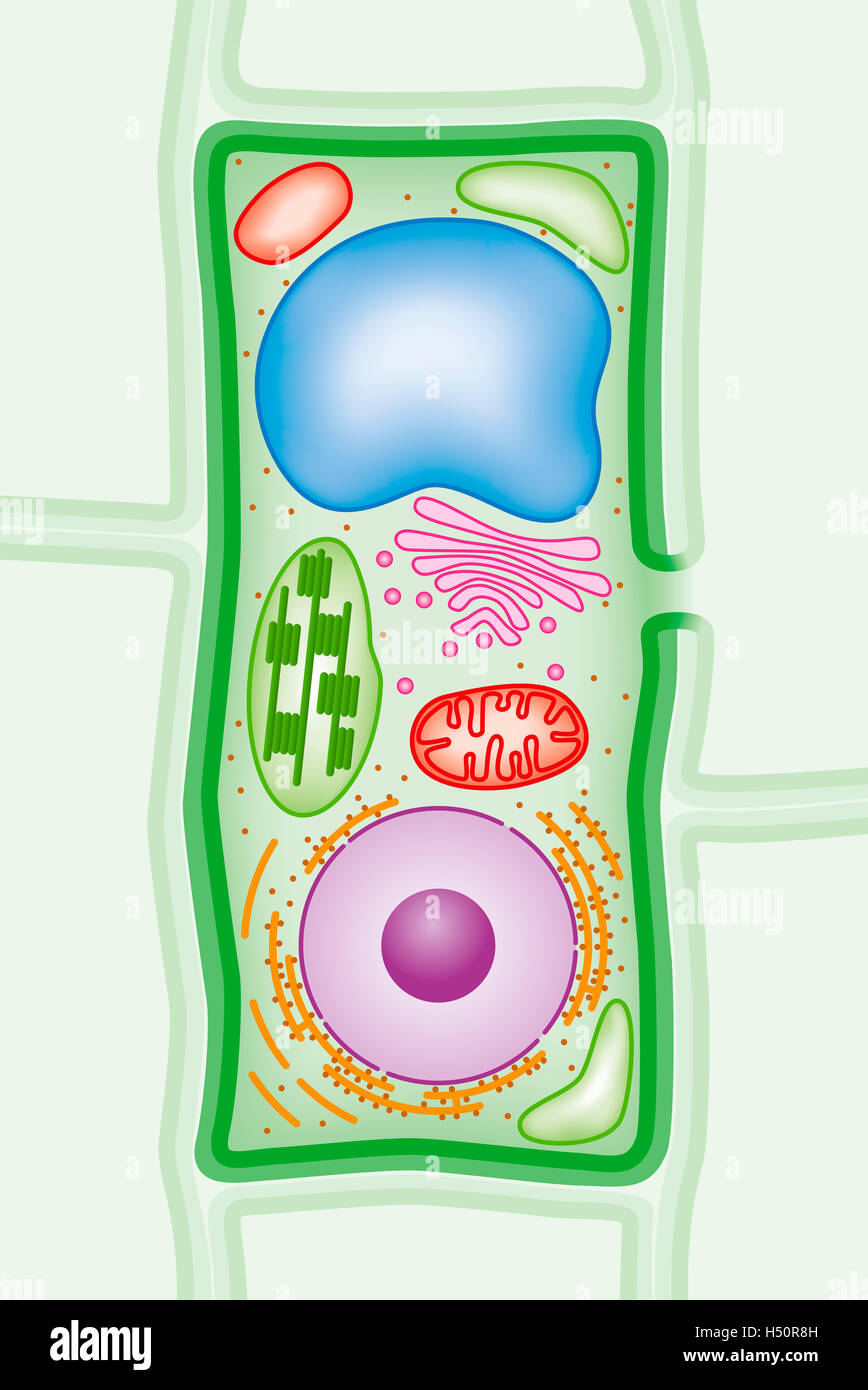 Plant cell structure cross-section. More infos in the Description! Stock Photo