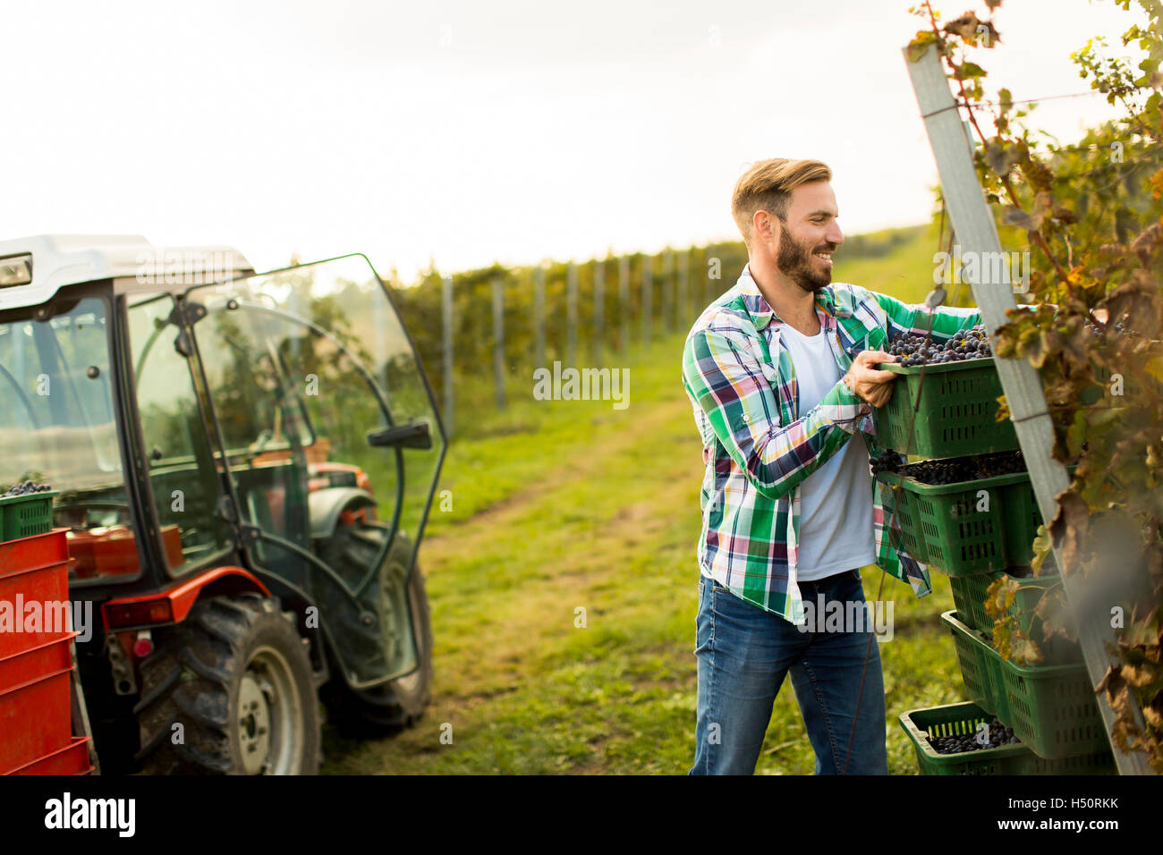 Young man in the vineyard at autumn Stock Photo - Alamy
