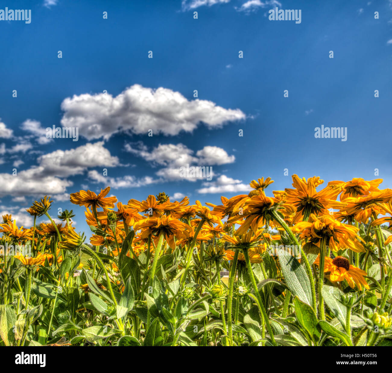HDR rendering of a field of yellow daisies under a blue sky, with copy