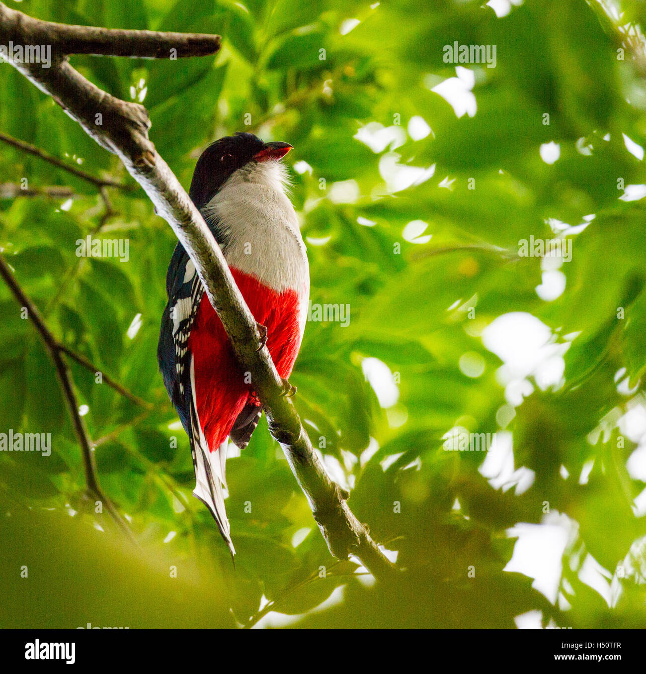The Cuban Trogon - the national bird. Stock Photo