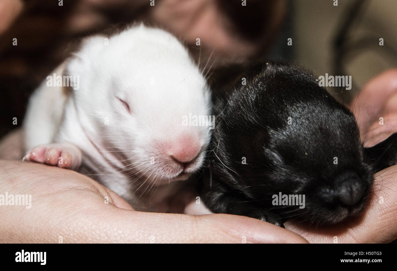 Beautiful little black and white rabbits on the hand. Little bunnies
