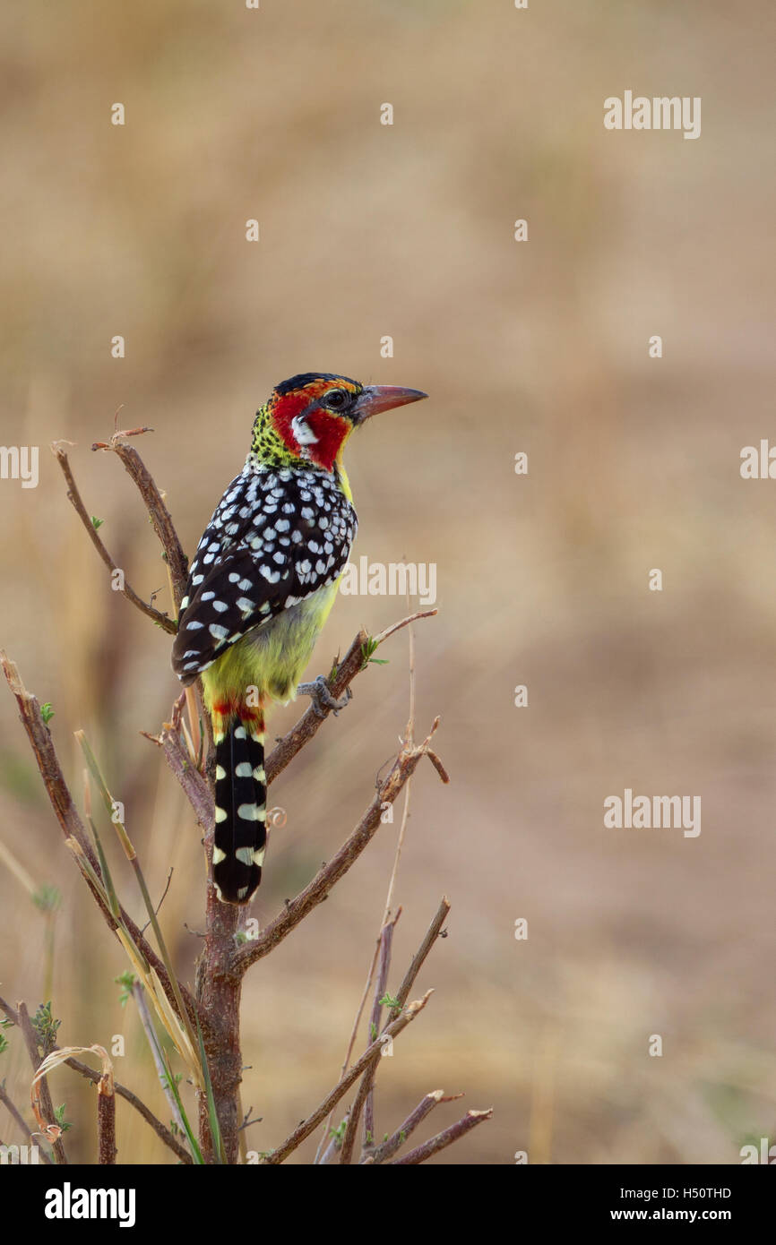 A red-and-yellow barbet Stock Photo