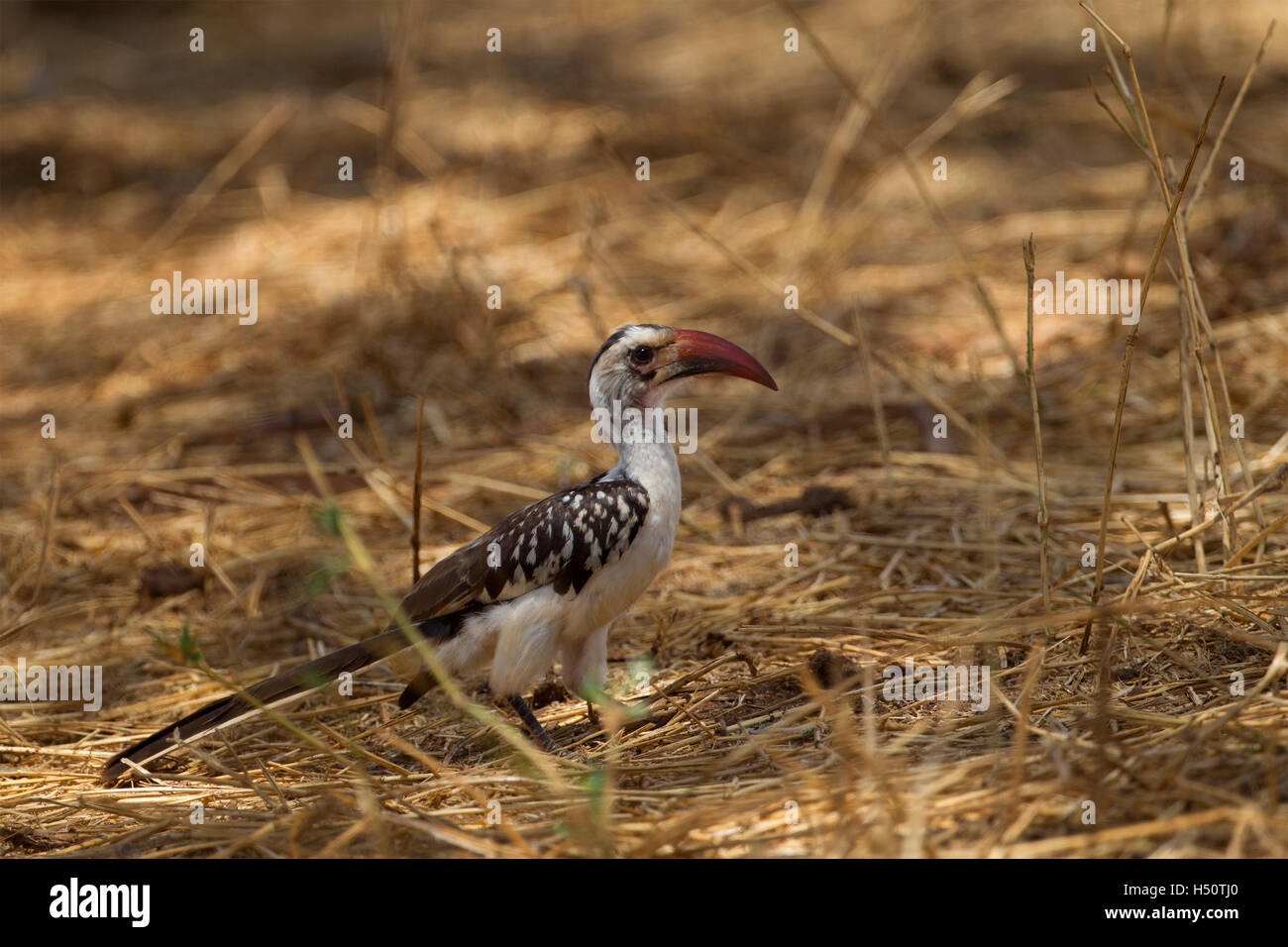 A northern red-billed hornbill on the ground Stock Photo