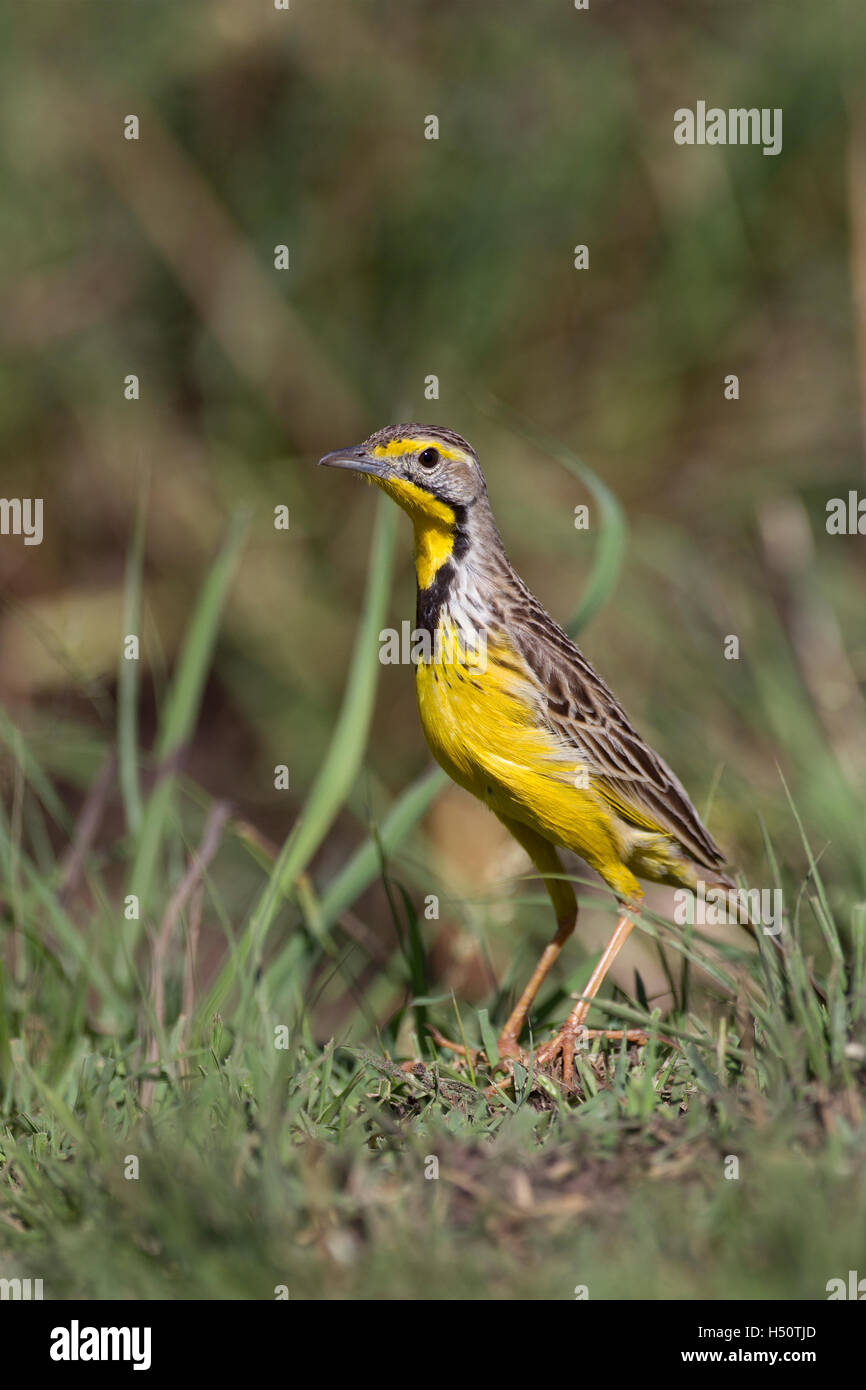 A yellow-throated longclaw on the ground. Stock Photo