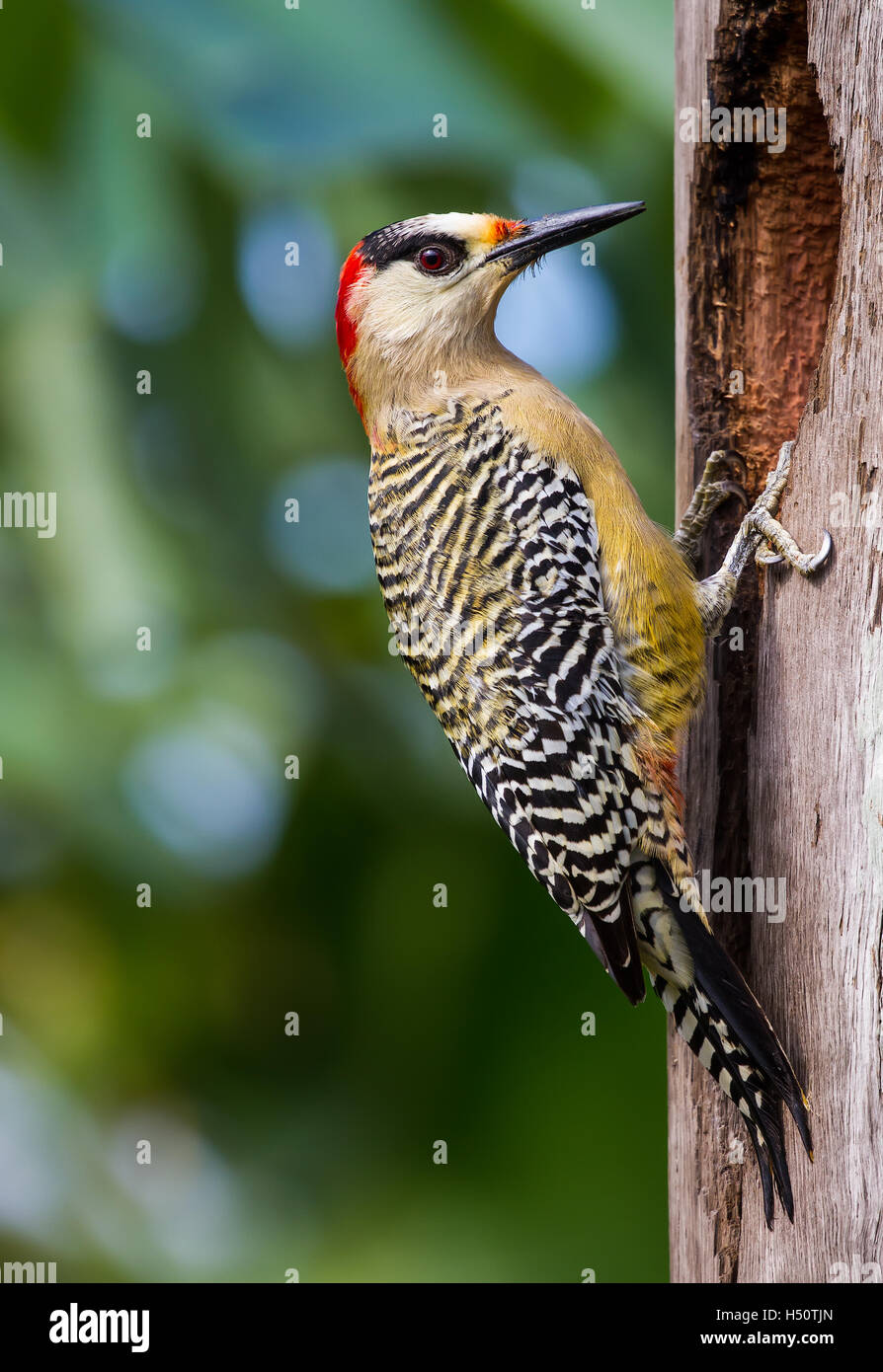 Cuban Green Woodpecker (Xiphidiopicus percussus) Stock Photo