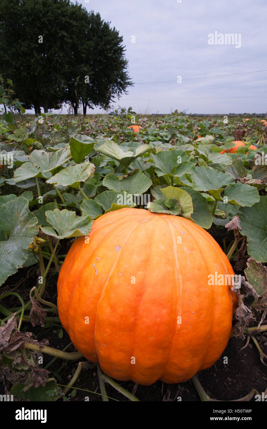pumpkins growing in an Illinois farm field Stock Photo Alamy