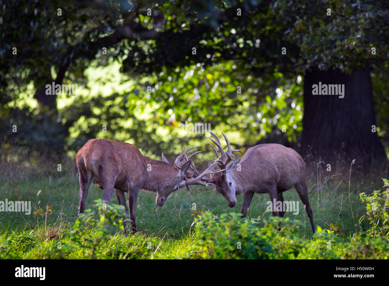 Red Deer Cervus elaphus  in Richmond Park London UK Stock Photo