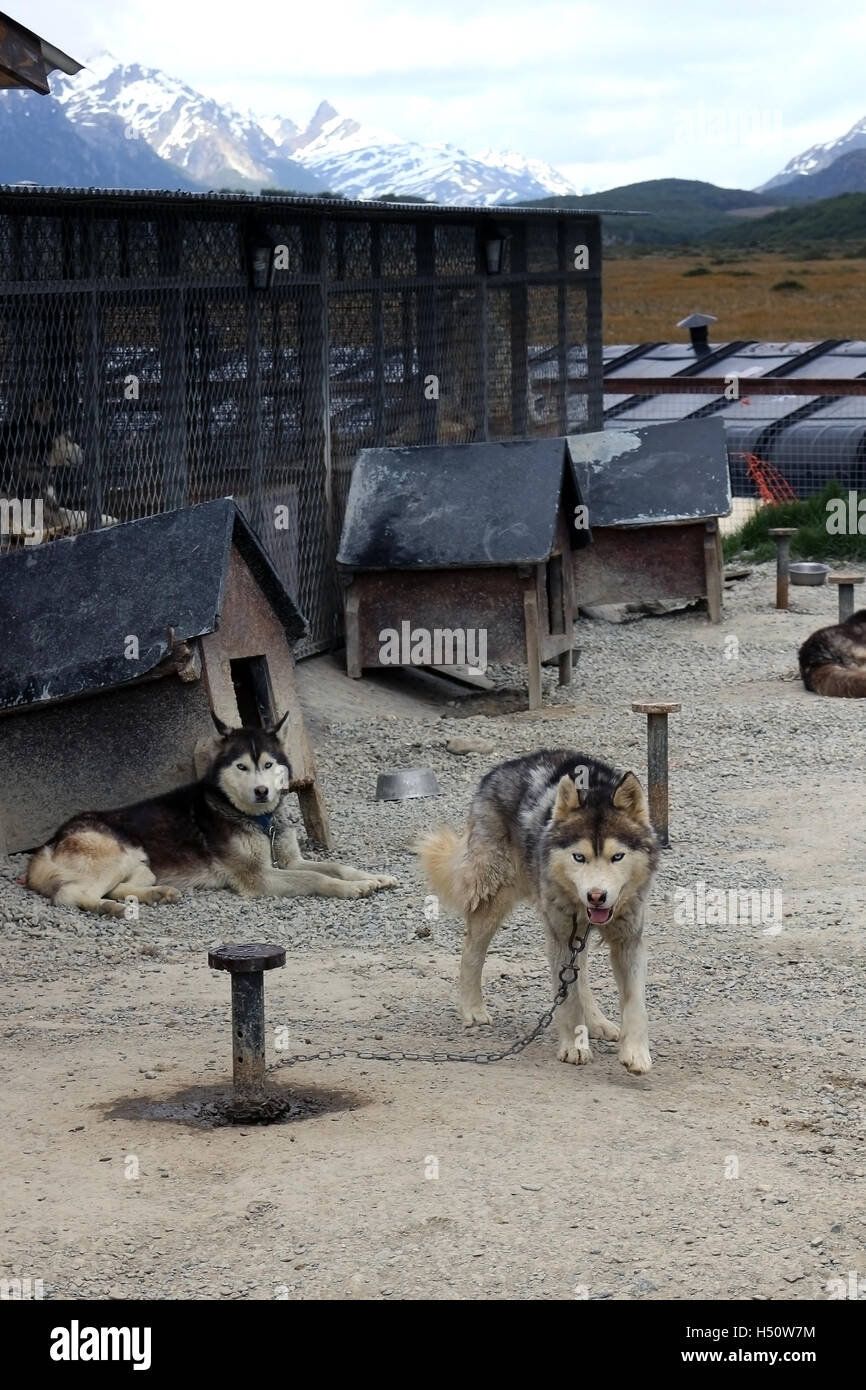 Husky dogs trained to pull sleds on snow in the summer Stock Photo - Alamy