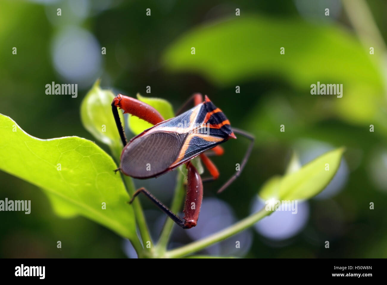 Black bug with orange X lines (Machtima crucigera), a parasite of Barbados cherries (Malpighia emarginata) known as 'acerola' Stock Photo