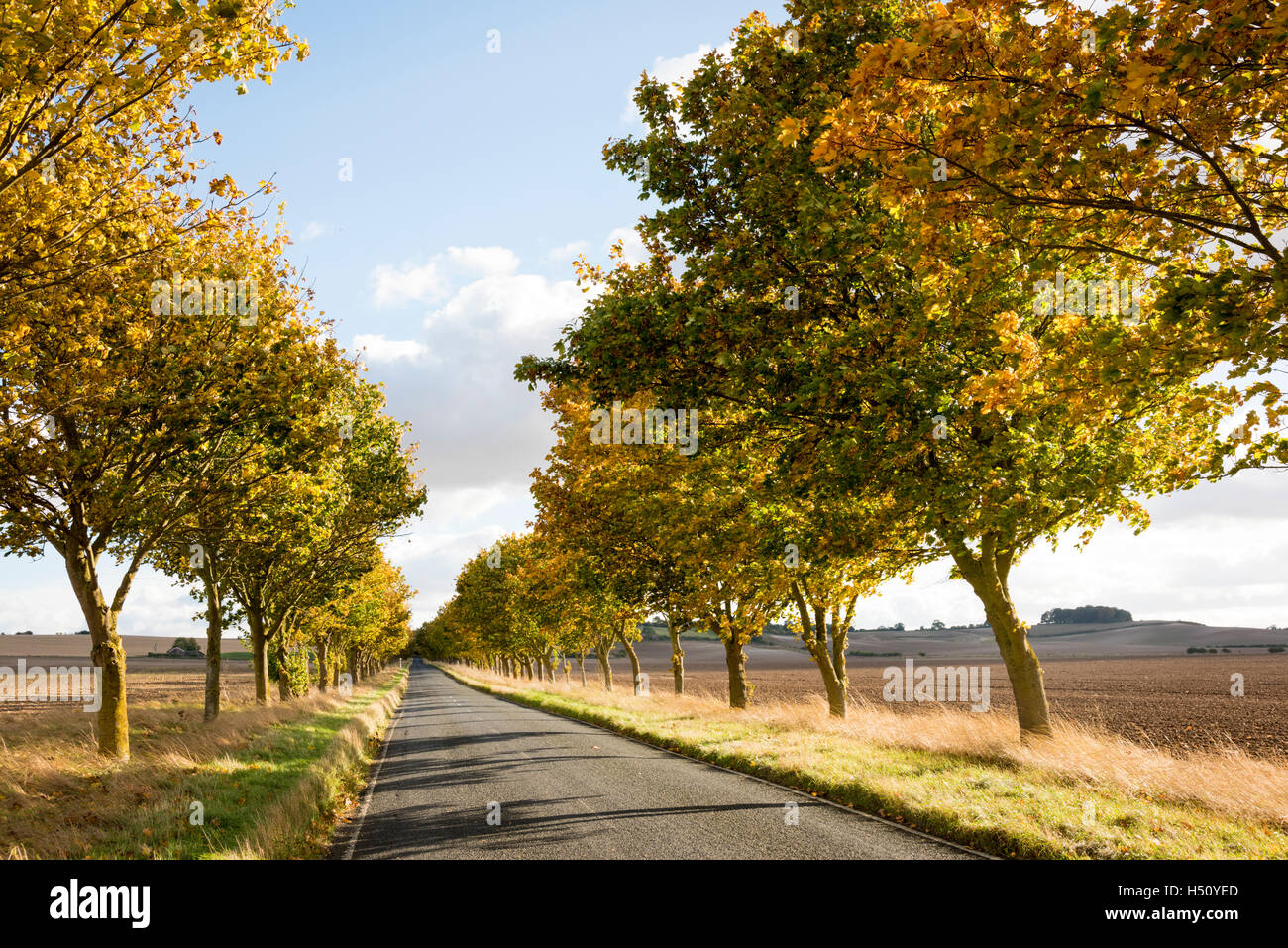 Heydon, South Cambridgeshire, UK. 18th Oct, 2016. A tree lined road glows in autumn colours on a sunny, blustery autumn day. Temperatures have fallen during the week and there is the possibility of frost later in the week as the autumn season develops. Credit:  Julian Eales/Alamy Live News Stock Photo